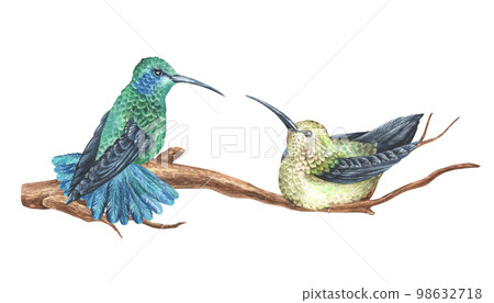 Watercolor illustration. Two hummingbirds sit on a branch and look at each other. Tropical exotic bird. Isolated on a white background. For design printing on fabrics and home goods 98632718