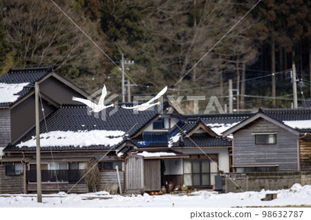 在石川縣 Ochigata 周圍飛翔的苔原天鵝 98632787