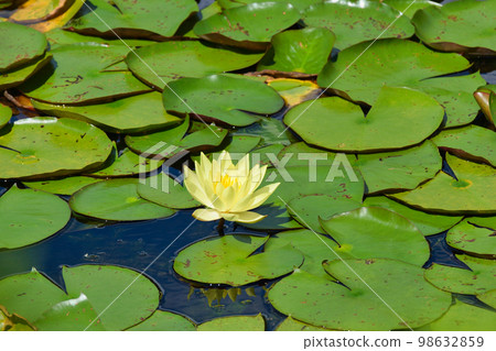kyoto ryoan-ji temple kyoyo pond water lily kyoto ryoan-ji temple kyoyo pond water lily 98632859