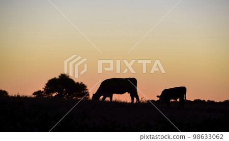 Cows silhouettes grazing, La Pampa, Patagonia, Argentina. Cows silhouettes grazing, La Pampa, Patagonia, Argentina. 98633062