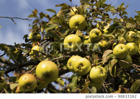 Ripe apples hang on the branches of a tree in the autumn season Ripe apples hang on the branches of a tree in the autumn season 98633162