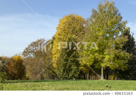 Autumn foliage on trees during its color change Autumn foliage on trees during its color change 98633163