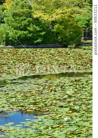 Kyoyo Pond at Ryoanji Temple in Kyoto Kyoyo Pond at Ryoanji Temple in Kyoto 98633211