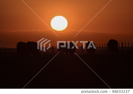 Cows silhouettes grazing, La Pampa,, Argentina. Cows silhouettes grazing, La Pampa,, Argentina. 98633237