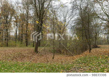 Autumn foliage on trees in Europe 98633306