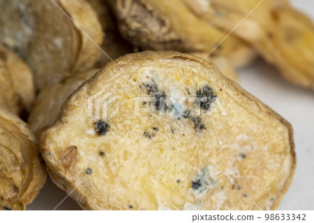 Spoiled and covered with mold sliced ginger 98633342