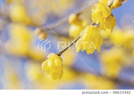 Flower, wintersweet, plant, Japanese allspice, blue sky, pleasant fragrance, yellow Flower, wintersweet, plant, Japanese allspice, blue sky, pleasant fragrance, yellow 98633492