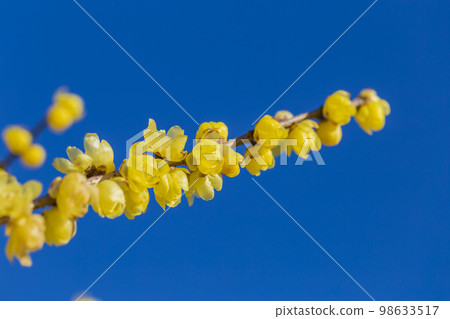 花,梅花,植物,五香粉,藍天,宜人的香味,黃色 花,梅花,植物,五香粉,藍天,宜人的香味,黃色 98633517