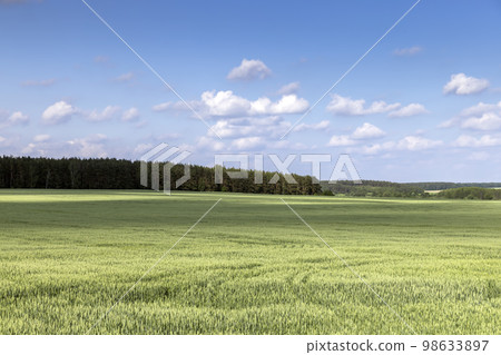 Wheat field with unripe wheat swaying in the wind 98633897