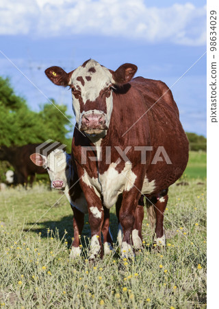 Cattle and  calf , Pampas countryside,La Pampa Province, Argentina. 98634029