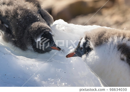 Gentoo Penguin on the ice, Neko harbour,Antartica 98634030