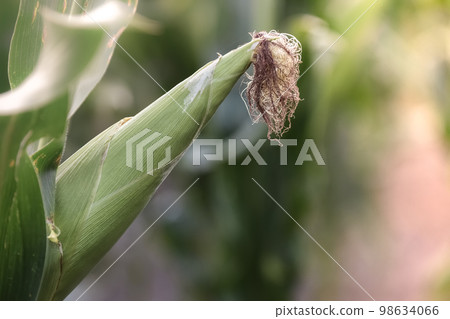 Cornfield in La Pampa Province, Argentina Cornfield in La Pampa Province, Argentina 98634066