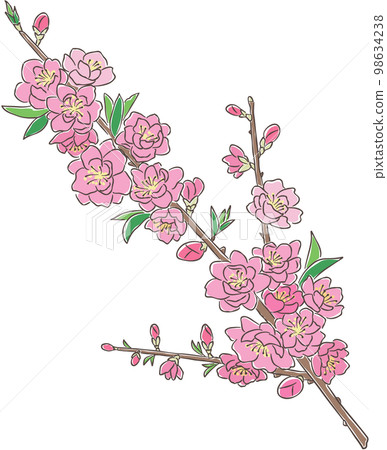 Illustration of peach branch with flowers Illustration of peach branch with flowers 98634238