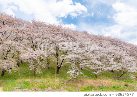 [Sakura material] Cherry blossoms at Koboyama Kofun [Nagano Prefecture] 98634577