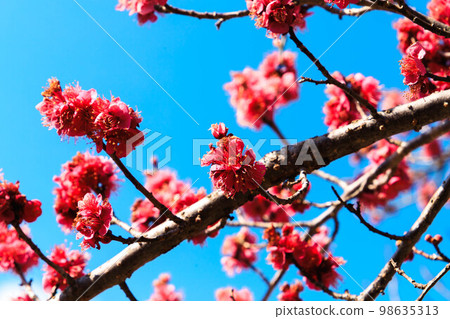 越生梅林的藍天紅梅 98635313