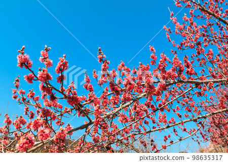 越生梅林的藍天紅梅 98635317