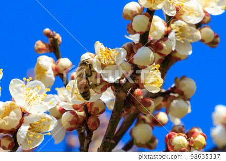 蜜蜂從梅花中吸取花蜜 98635337