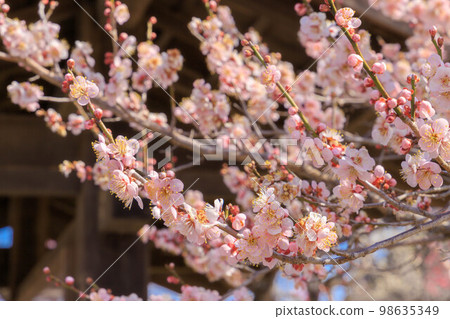 Red-bloom in full bloom 98635349