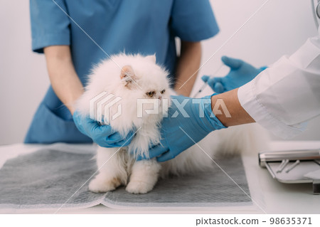 Veterinarian - cat receiving medication. 98635371