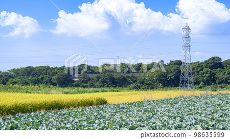 Cabbage field and rice field Cabbage field and rice field 98635599