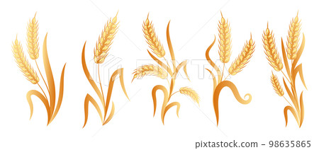 Set of bouquets of spikelets of wheat, rye, barley, golden design. Decor elements, icons, vector 98635865