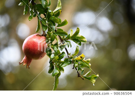 pomegranate  98636504