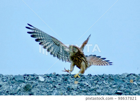 Image training when taking prey, kestrel. 98637821