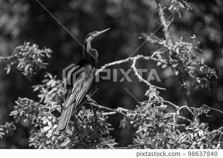 Mono African darter with catchlight on branch 98637840