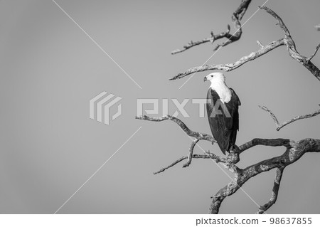 Mono African fish eagle perched facing left 98637855