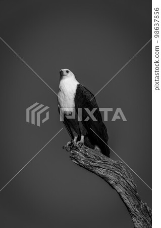 Mono African fish eagle stares from stump Mono African fish eagle stares from stump 98637856