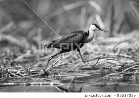 Mono African jacana crosses grass lifting foot 98637859