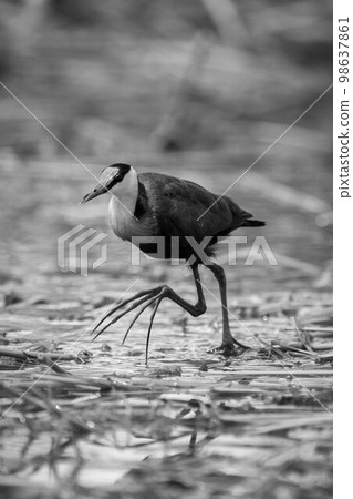 Mono African jacana crosses waterlilies lifting foot 98637861