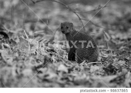 Mono banded mongoose stands turning towards camera 98637865