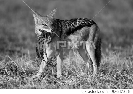Mono black-backed jackal chewing helmeted guineafowl feathers 98637866