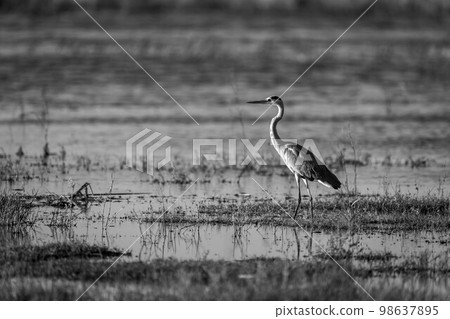 Mono grey heron in profile in shallows Mono grey heron in profile in shallows 98637895