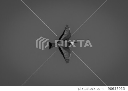 Mono little bee-eater flying with spread wings 98637933