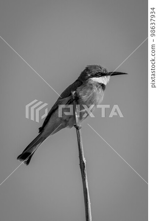 Mono little bee-eater in profile on branch 98637934