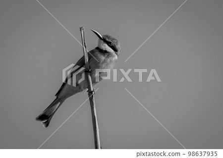 Mono little bee-eater on branch cocking head 98637935