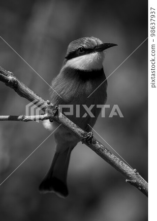 Mono little bee-eater on branch eyeing camera 98637937
