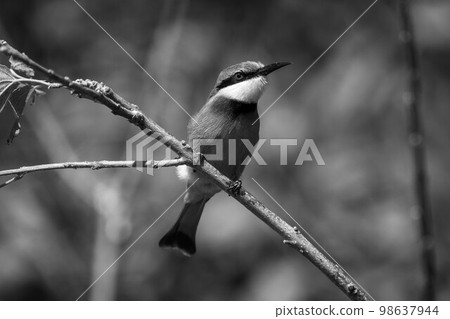 Mono little bee-eater on branch showing catchlight 98637944