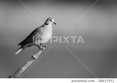 Mono ring-necked dove perches in golden light Mono ring-necked dove perches in golden light 98637951