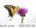Papilio perched on thistle White background 98638138