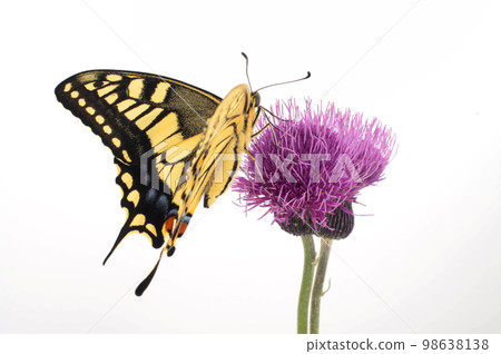 鳳蝶棲息在薊白色背景上 鳳蝶棲息在薊白色背景上 98638138