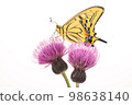 Papilio perched on thistle White background 98638140