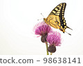 Papilio perched on thistle White background 98638141