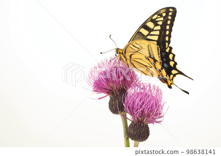 Papilio perched on thistle White background 98638141