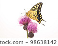 Papilio perched on thistle White background 98638142