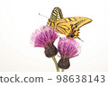 Papilio perched on thistle White background 98638143