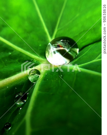 Water droplets on bamboo rush leaves Water droplets on bamboo rush leaves 98638616