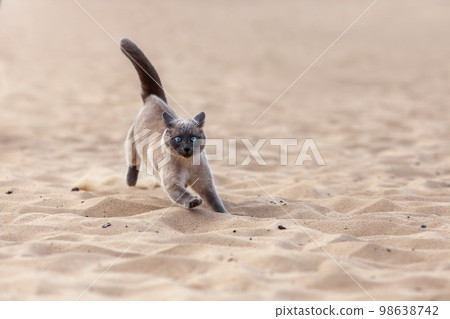 Funny crazy thai cat running on the sand outdoors at the summer beach. Portrait of siamese cat in motion at nature. Funny crazy thai cat running on the sand outdoors at the summer beach. Portrait of siamese cat in motion at nature. 98638742